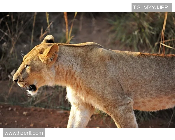 布琳狮子与东方狮子之争谁才是真正的狮子王者