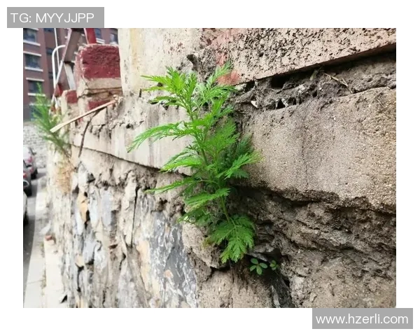 何思雨的成长之路:从逆境中绽放的坚韧与希望 何思雨的成长之路:从逆境中绽放的坚韧与希望